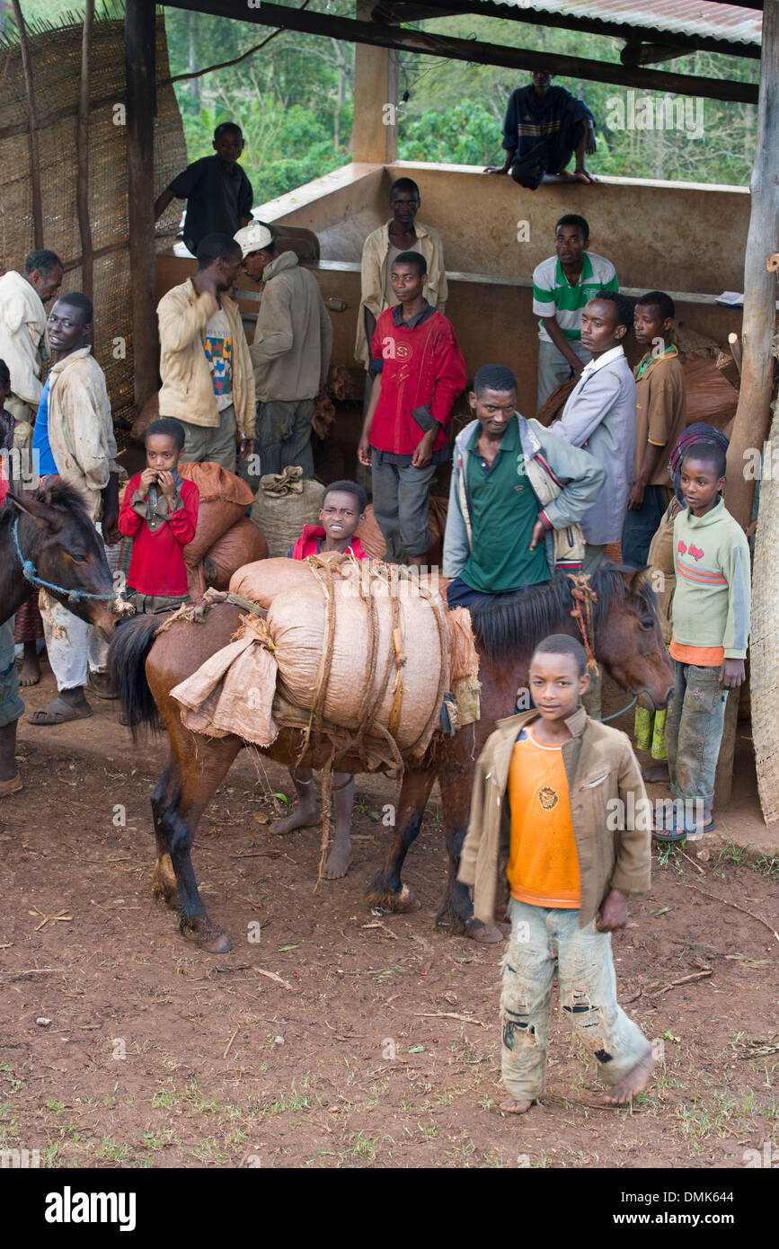 A coffee collecting cooperative station near Yirgacheffe, Ethiopia Stock Photo
