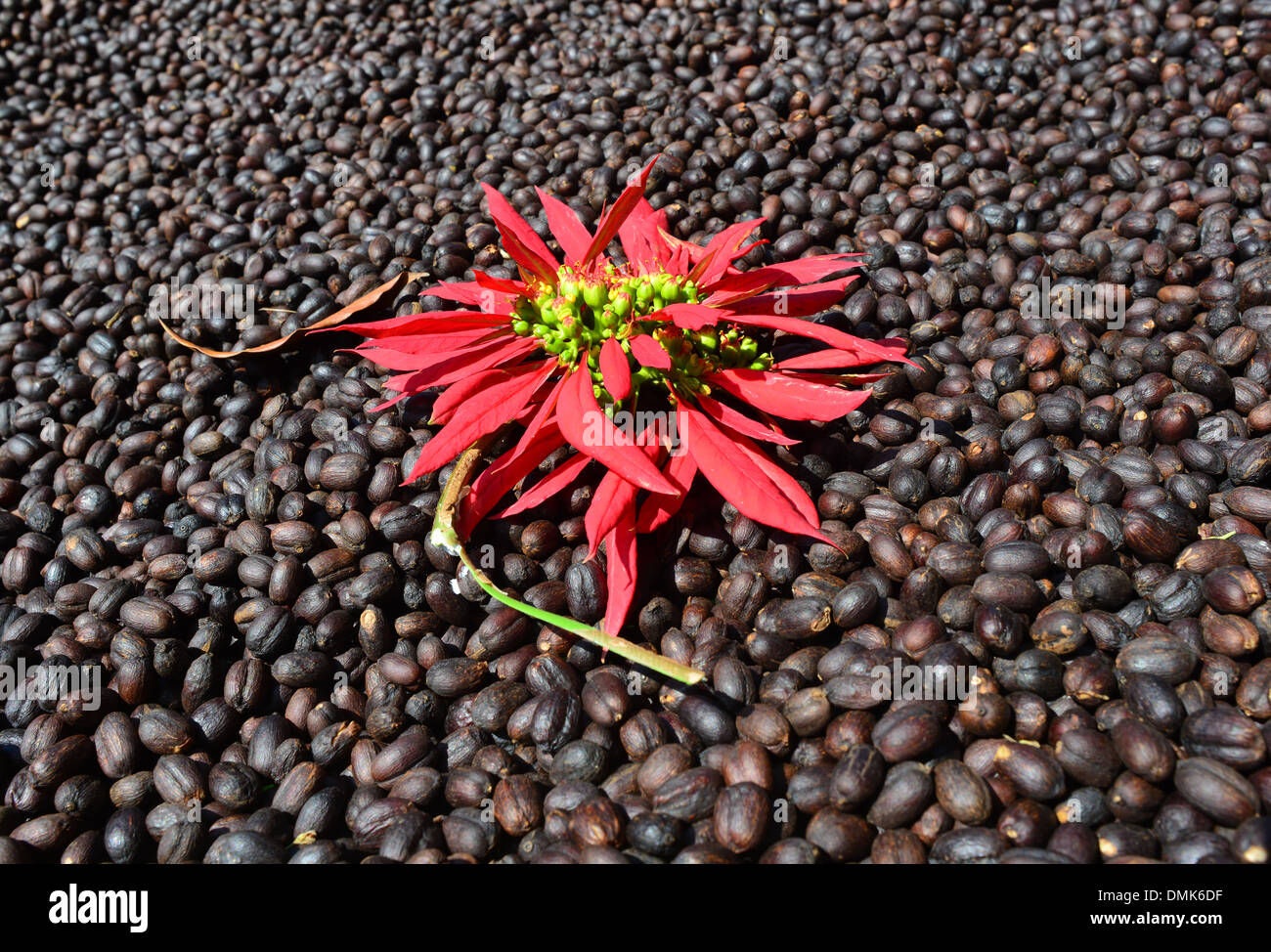 Coffee cherries drying at Yirgacheffe, Ethiopia Stock Photo Alamy