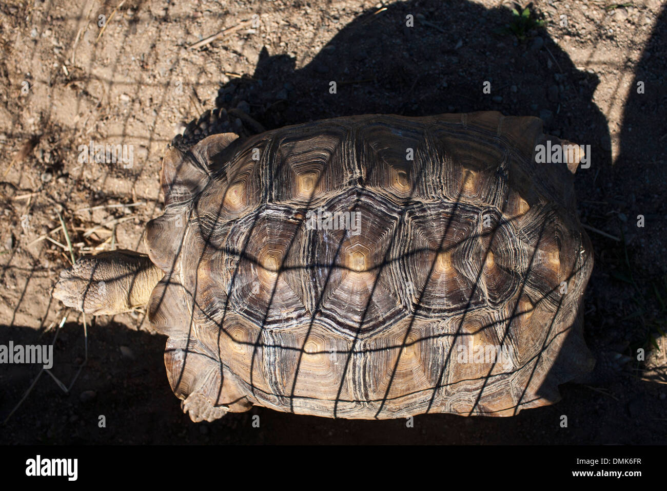 A giant tortoise at Abrams animal farm in front of Manisses cottage on