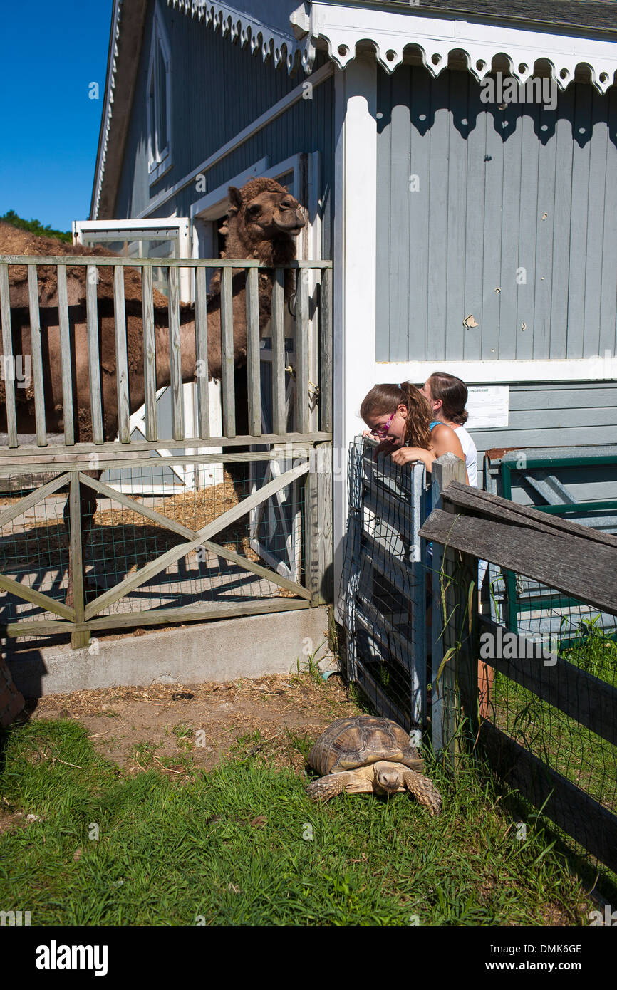 A camel at Abrams animal farm in front of Manisses cottage on Block