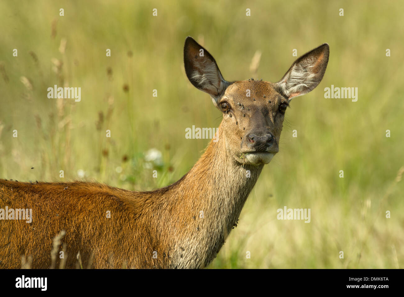 female deer name