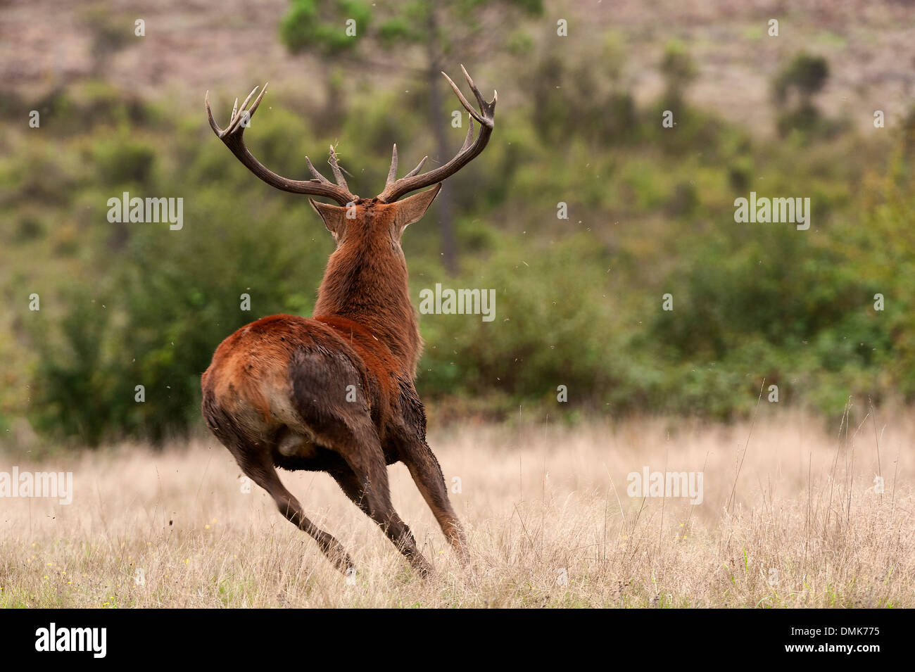 red deer in open prairie grasslands of Charente-Maritime, France Stock Photo