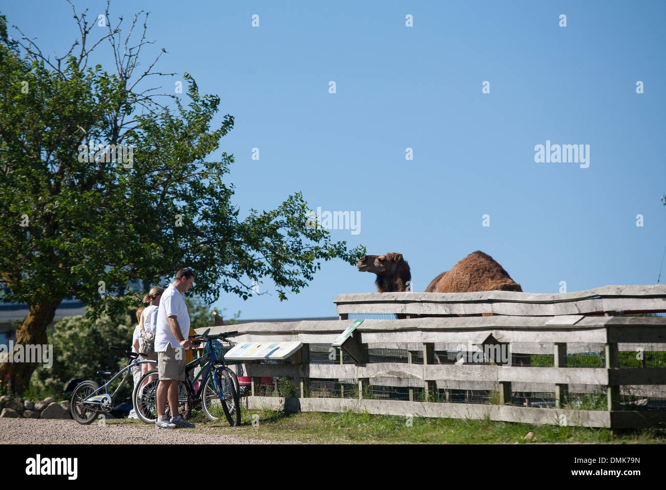 A family study a camel at Abrams animal farm in front of Manisses