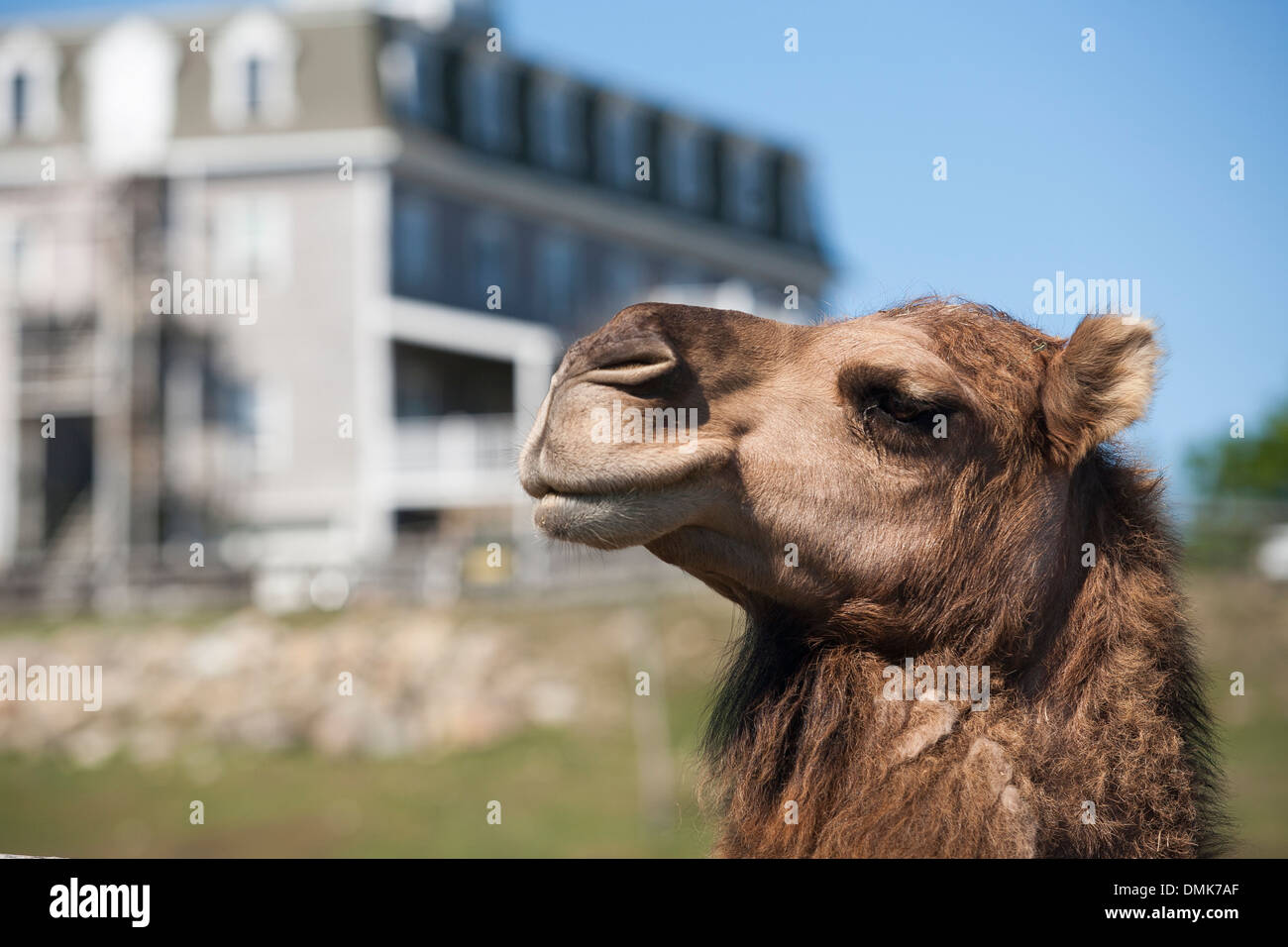A camel at Abrams animal farm in front of Manisses cottage on Block Island in New England USA