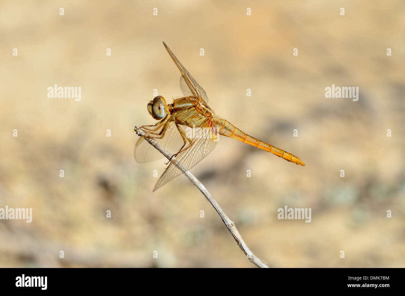 Closeup of dragonfly resting on a twig Stock Photo - Alamy