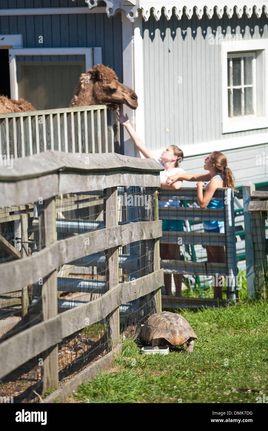 Kids pets the nose of a camel at Abrams animal farm in front of Manisses cottage on Block Island