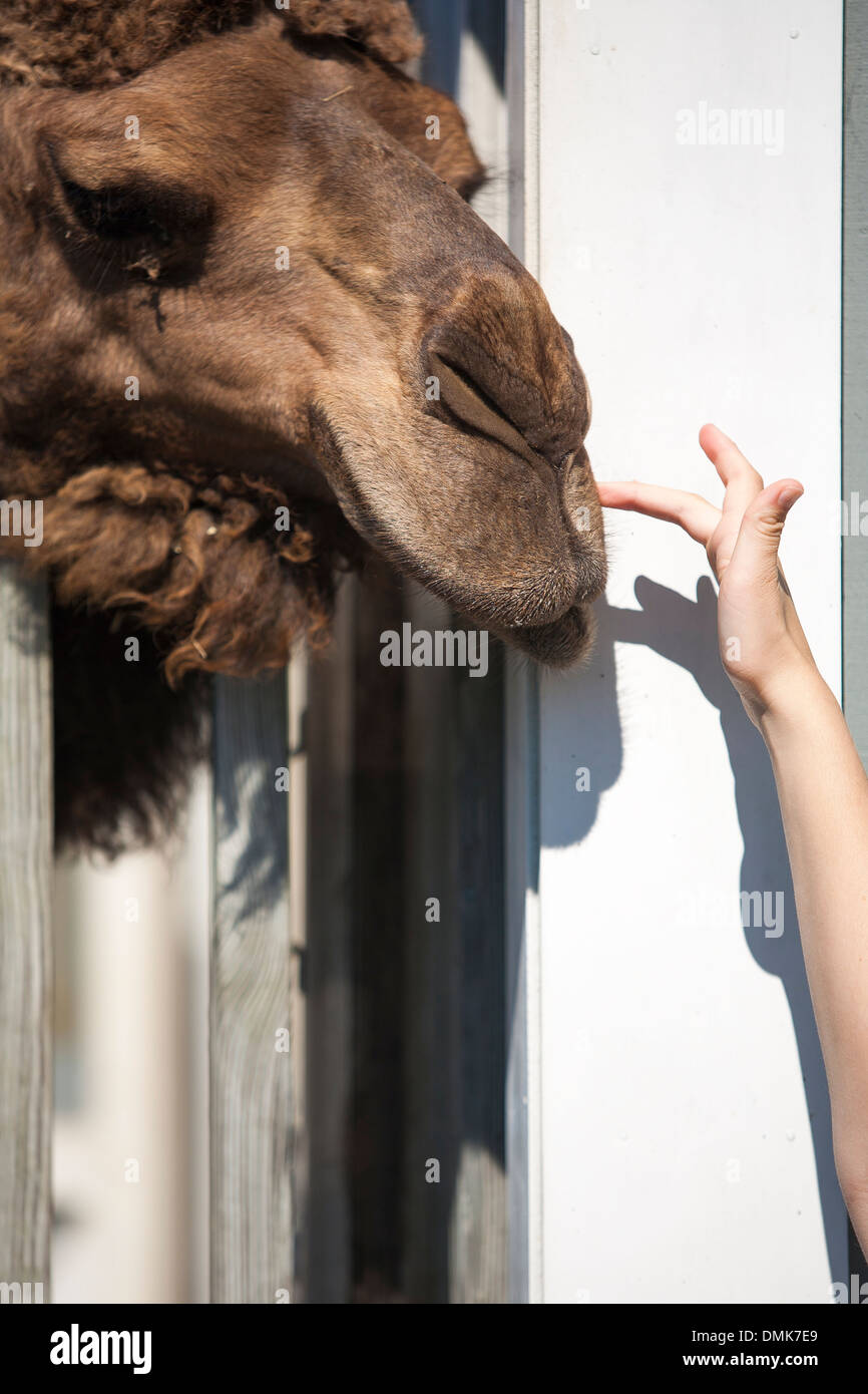 A girl pets the nose of a camel at Abrams animal farm in front of Manisses cottage on Block
