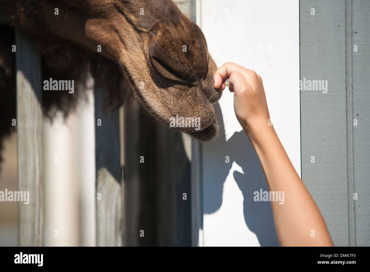A girl pets the nose of a camel at Abrams animal farm in front of Manisses cottage on Block