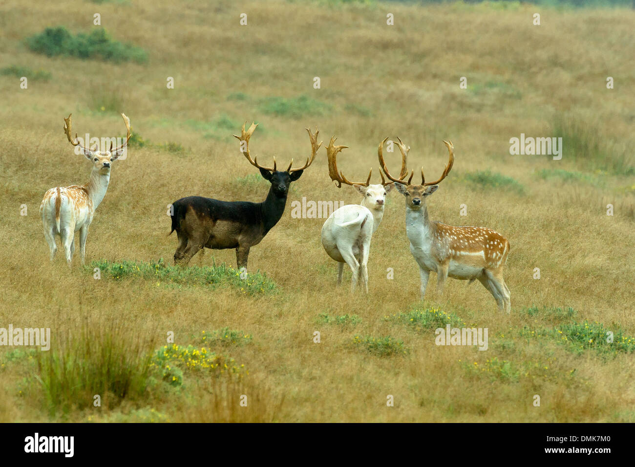 Group of 4 fallow deer scientific name hi-res stock photography and ...