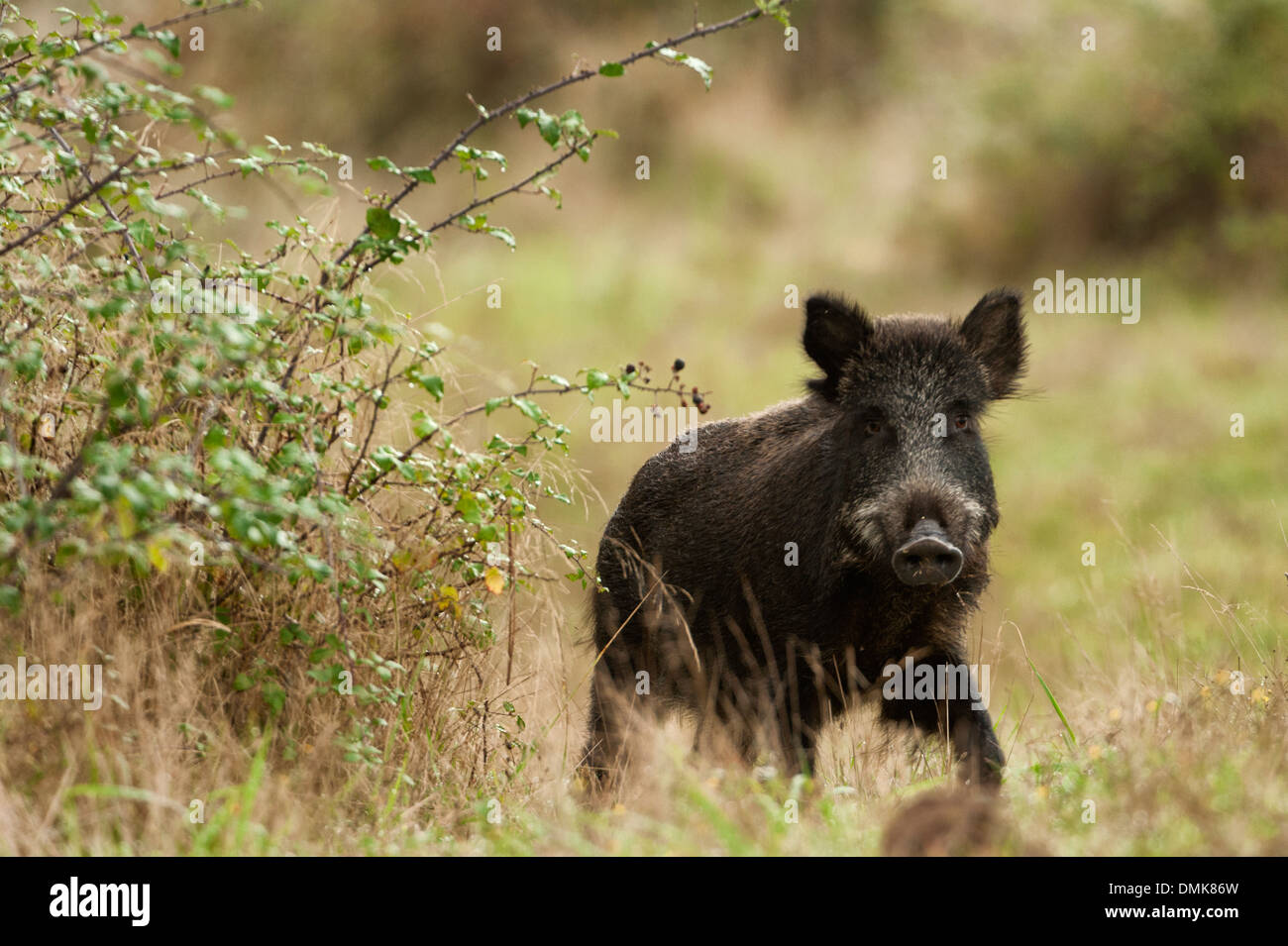 'Wild boar in open prairie grasslands of Charente-Maritime, France' Stock Photo