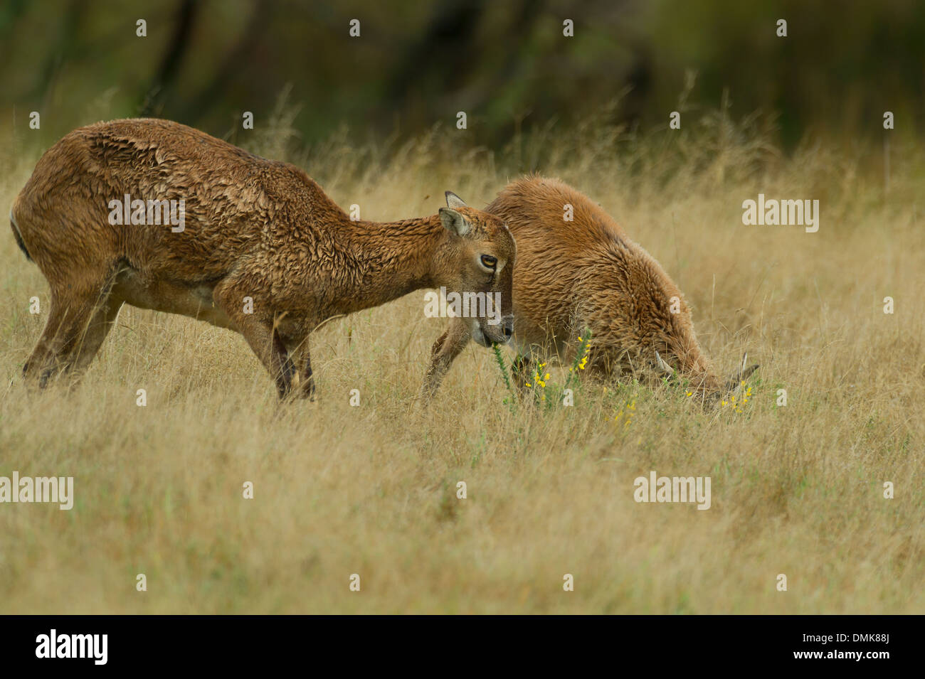 European mouflon grazing in open prairie grasslands of Charente-Maritime, France Stock Photo