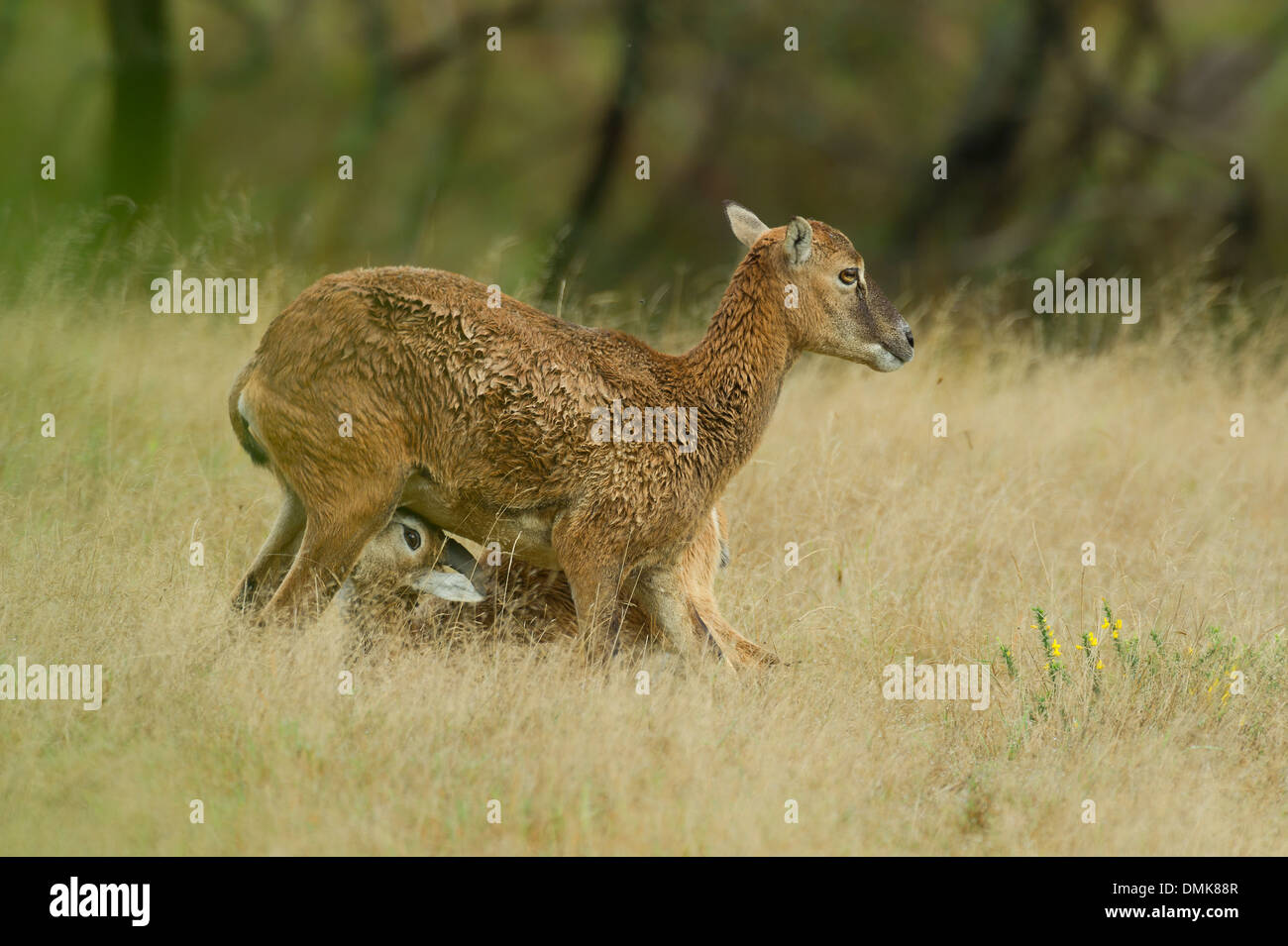 European mouflon in open prairie grasslands of Charente-Maritime, France Stock Photo