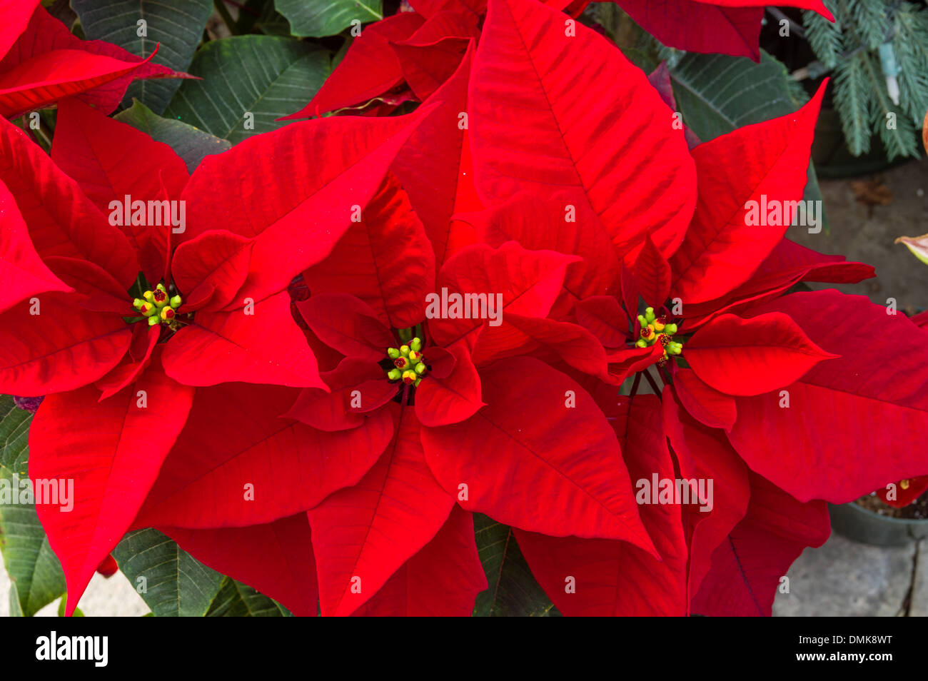 Poinsettia Plants In Bloom Used As Traditional Christmas