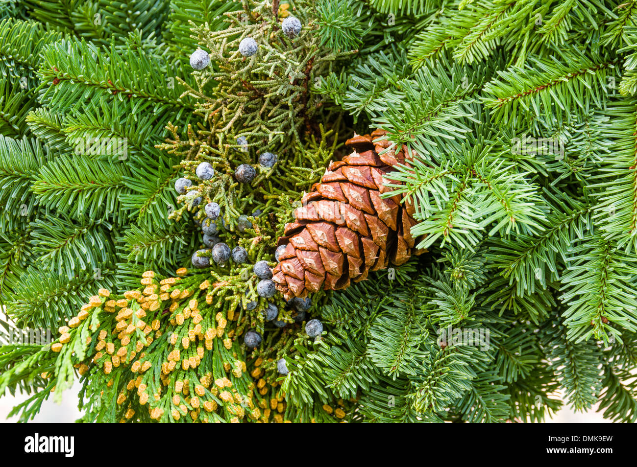 Evergreen Boughs Stock Photos & Evergreen Boughs Stock Images - Alamy