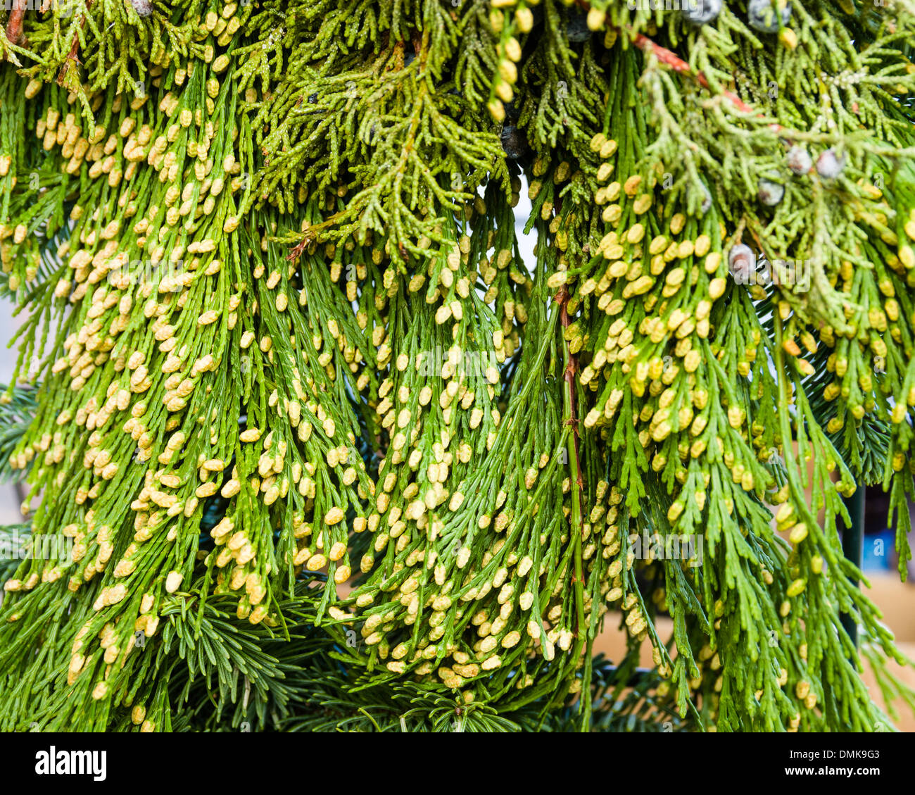 Port Orford Christmas Bazaar 2022 Port Orford Cedar High Resolution Stock Photography And Images - Alamy
