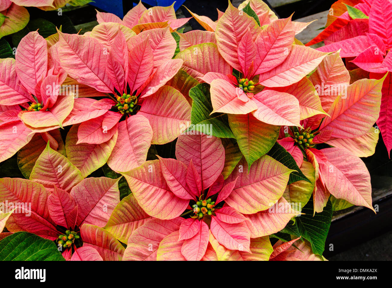 Poinsettia Plants In Bloom Used As Traditional Christmas