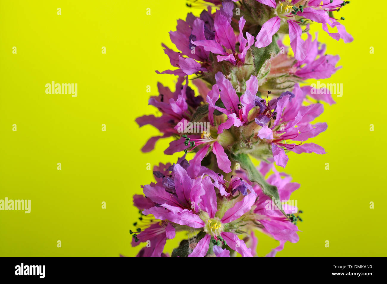 Purple loosestrife, Lythrum salicaria (Lythraceae), horizontal portrait of violet flowers with nice out of focus background. Stock Photo