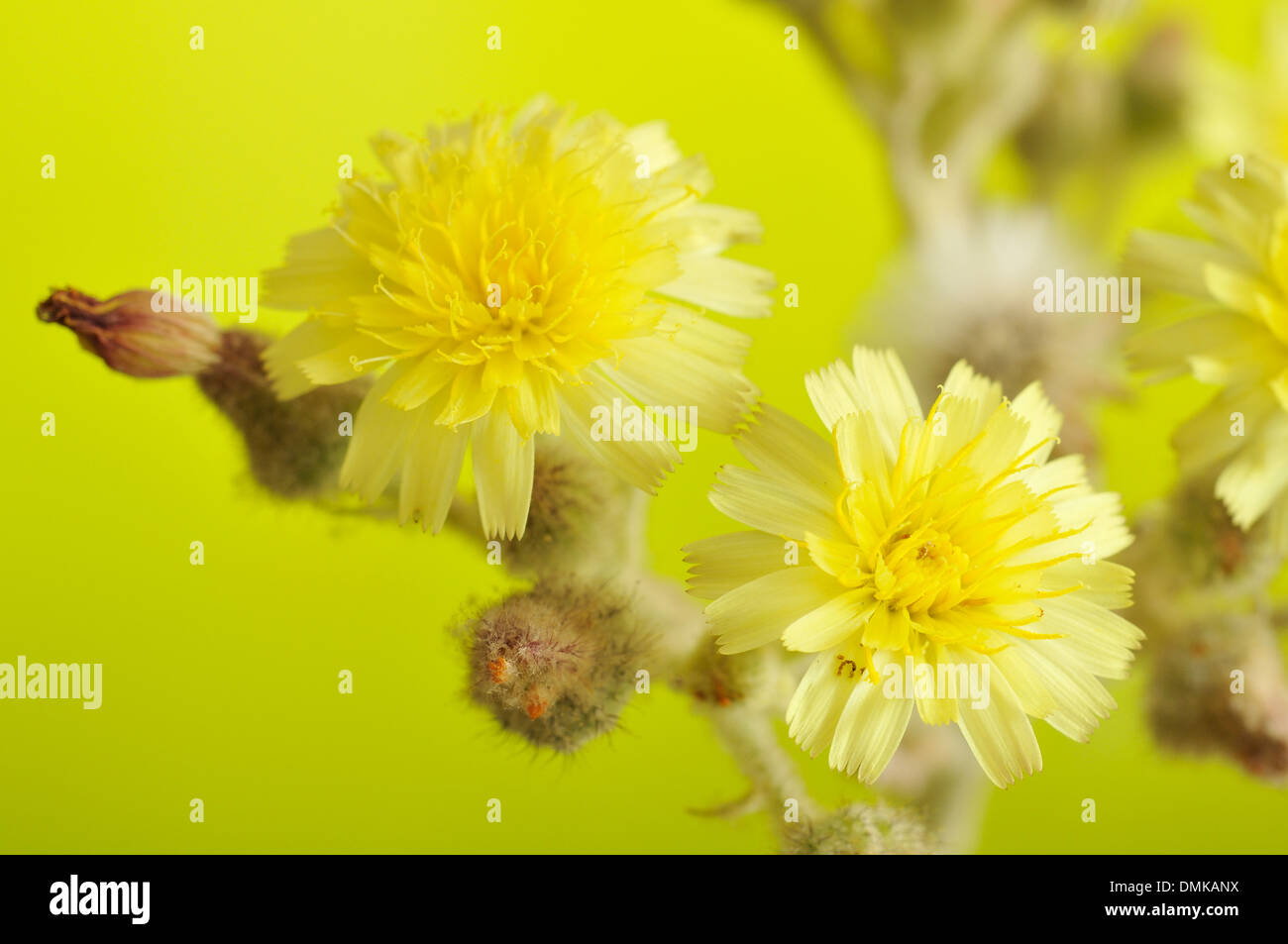Mouse-ear hawkweed, Hieracium pilosella (Asteraceae), horizontal portrait of yellow flowers with nice out of focus background. Stock Photo