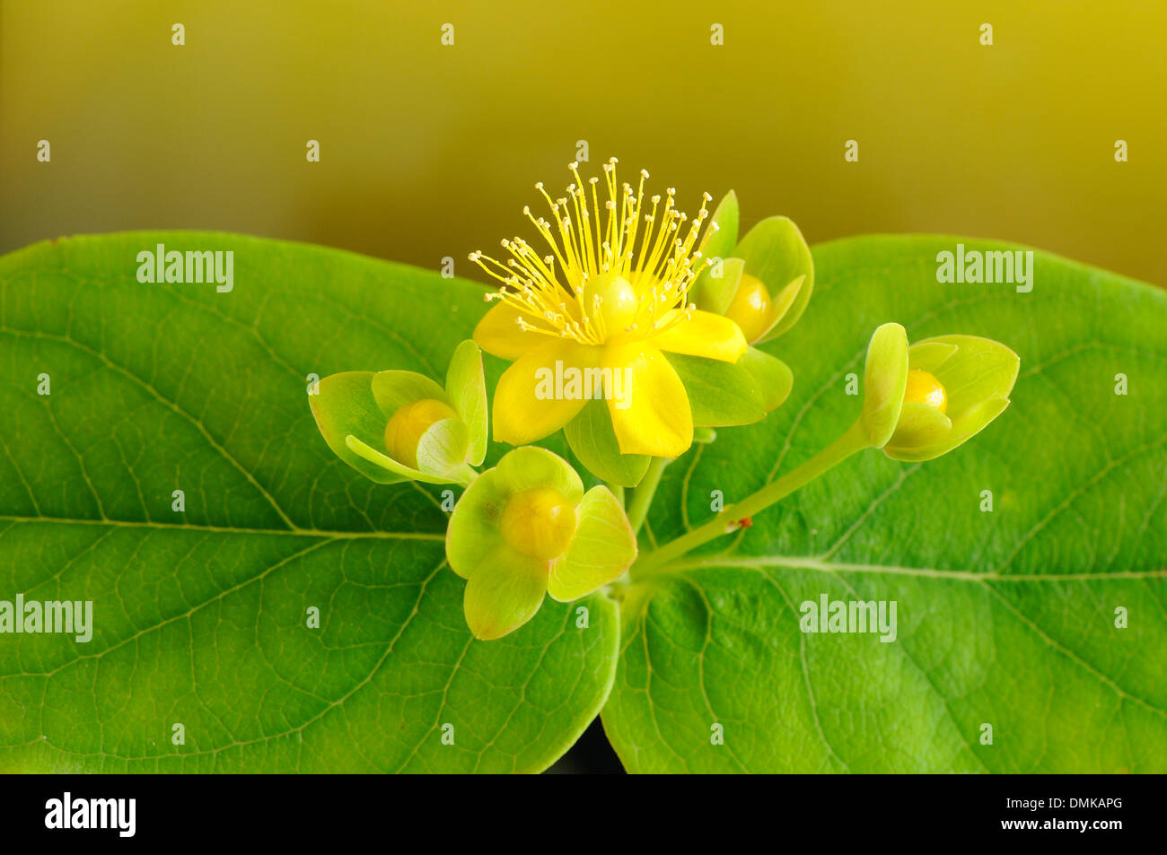 Tutsan, Hypericum androsaemum (Hypericaceae), horizontal portrait of yellow flowers with nice out of focus background. Stock Photo