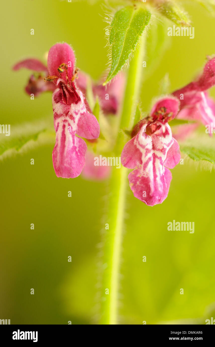 Hedge woundwor, Stachys sylvatica, vertical portrait of purple flowers with nice out focus background. Stock Photo