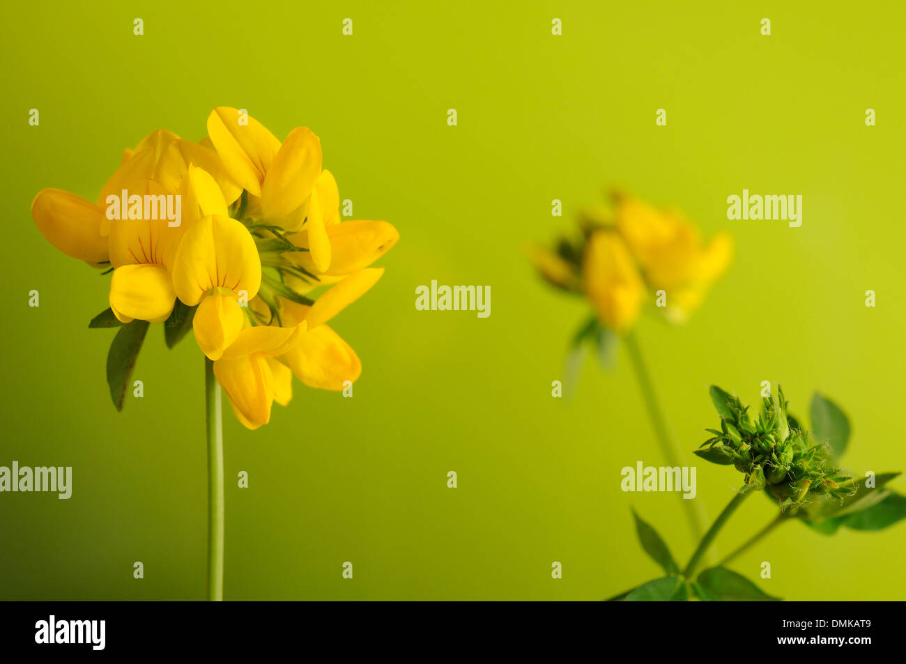Birdfoot deervetch, Lotus corniculatus, horizontal portrait of yellow flowers with nice outfocus background. Stock Photo