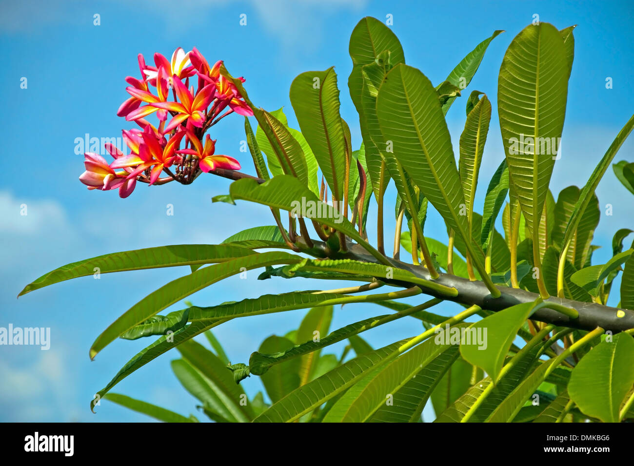 Tropical hawaiian flower Plumeria Stock Photo