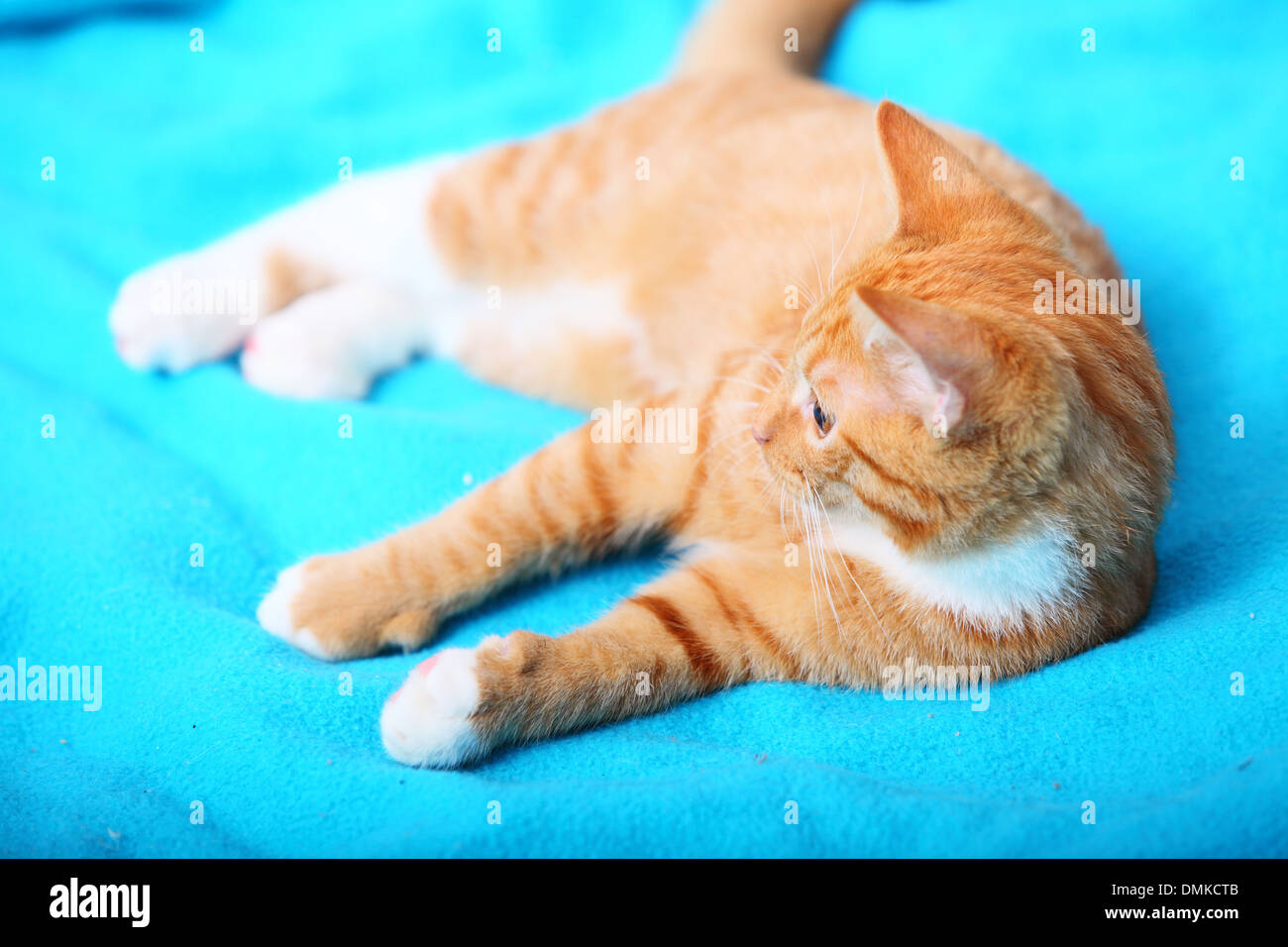 Animals at home. Red cute little baby cat pet kitten laying on bed turquoise blanket Stock Photo