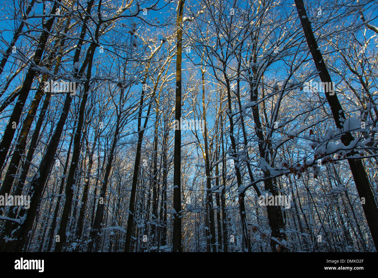 Winter ice in trees on sunny blue sky day in Western New York State Stock Photo