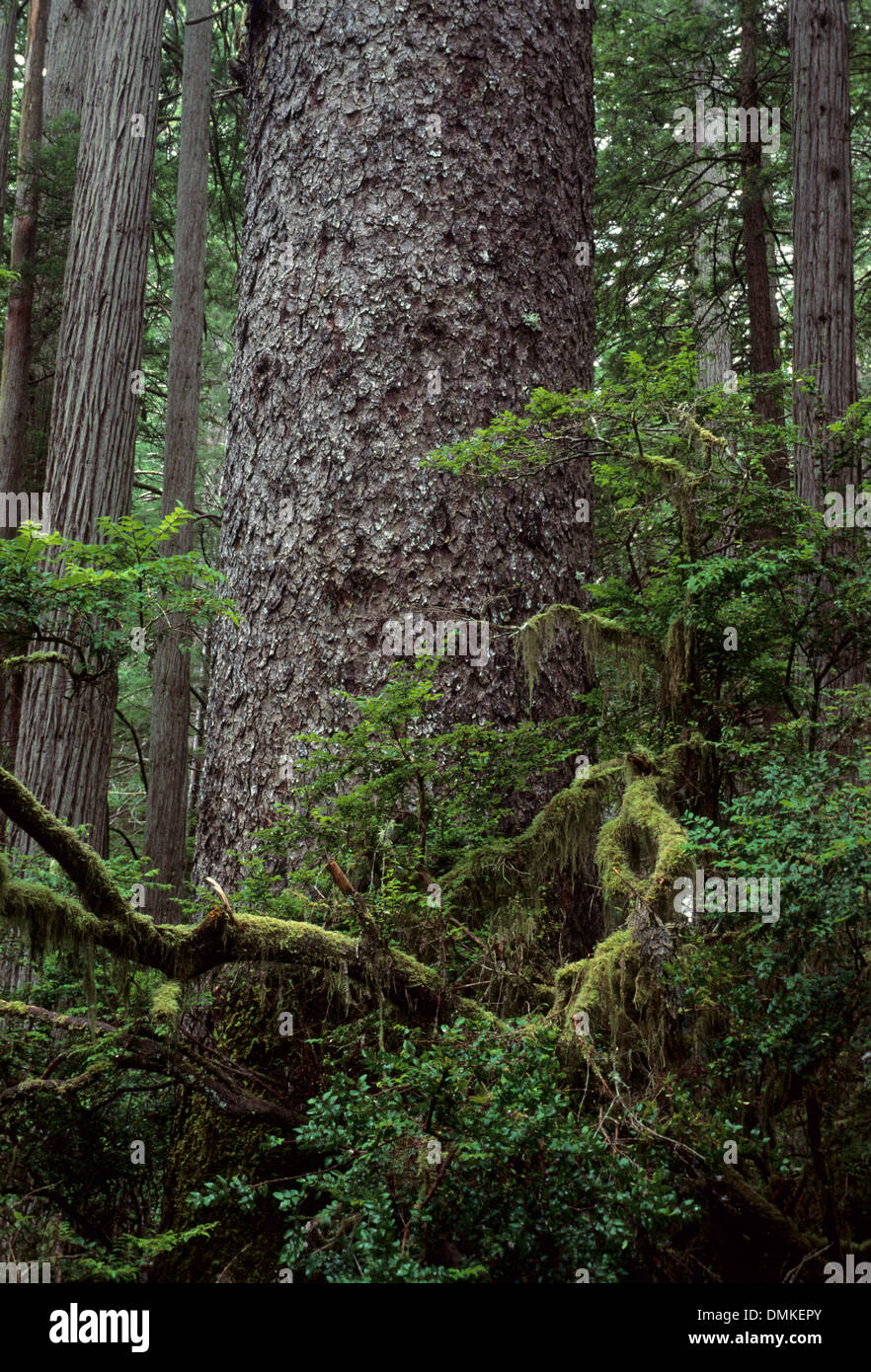 Sitka spruce, Prairie Creek Redwoods State Park, Redwood National Park, California Stock Photo