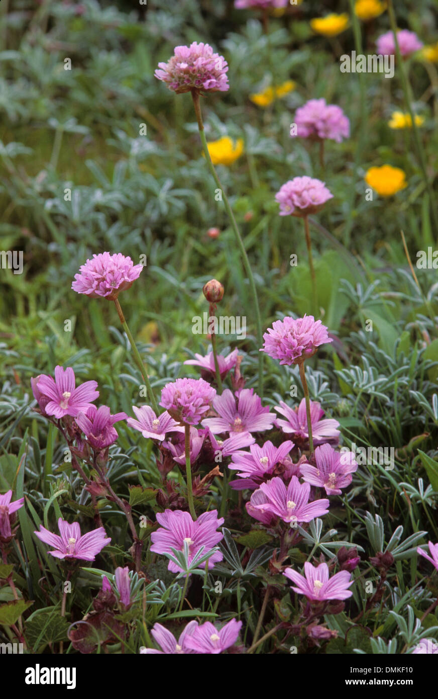 California geranium hi-res stock photography and images - Alamy