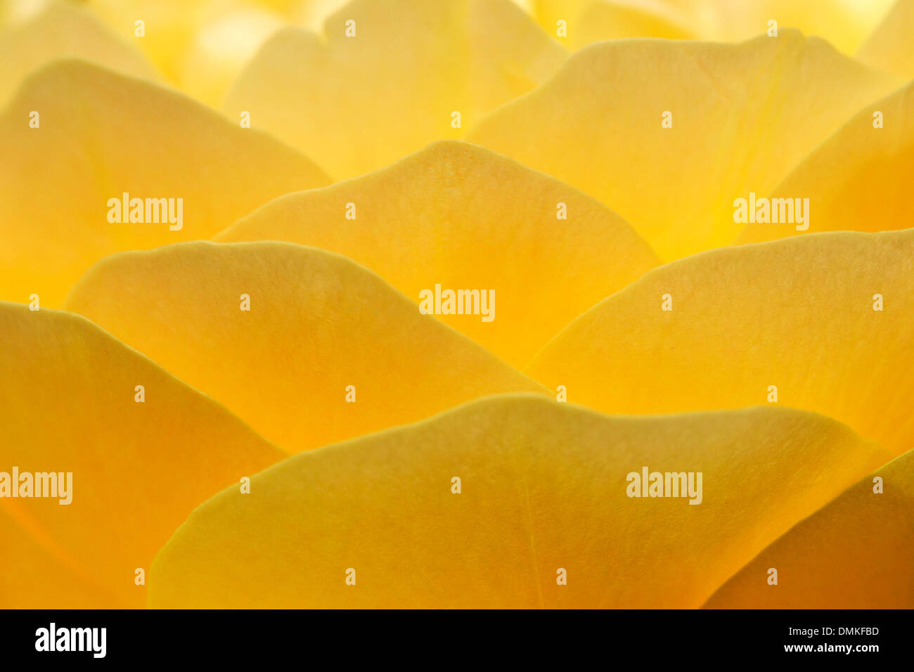 Abstract green yellow pattern hi-res stock photography and images - Alamy