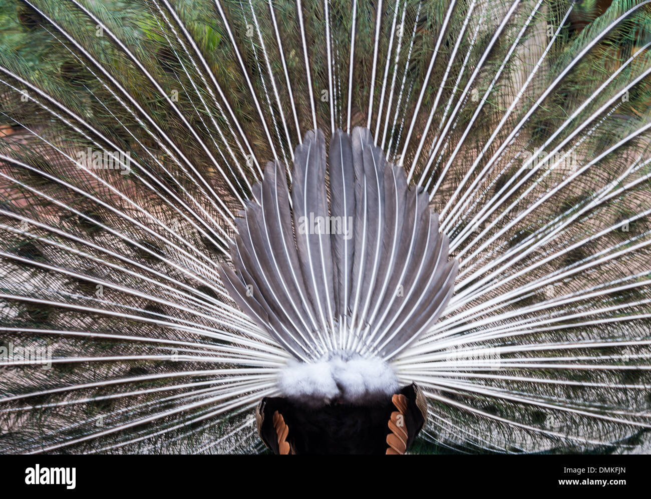 rear feathers of a peacock lyrebird back view in series Stock Photo