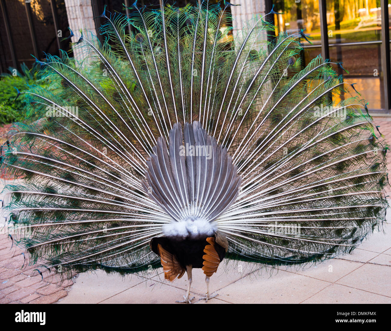 rear feathers of a peacock lyrebird back view in series Stock Photo
