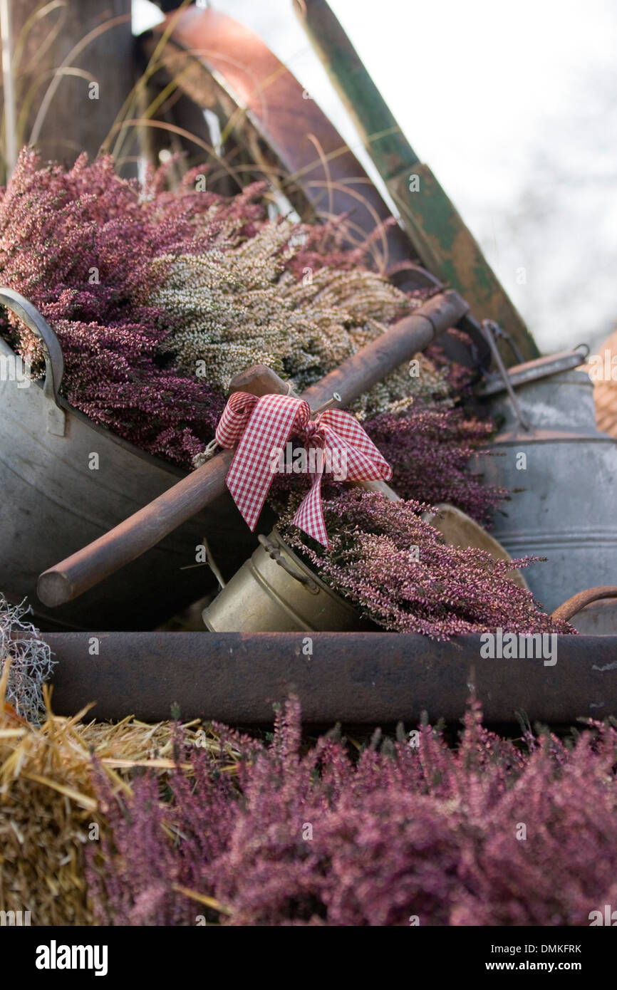 Dried Lavender and Heather in Metal Buckets and bows Stock Photo Alamy