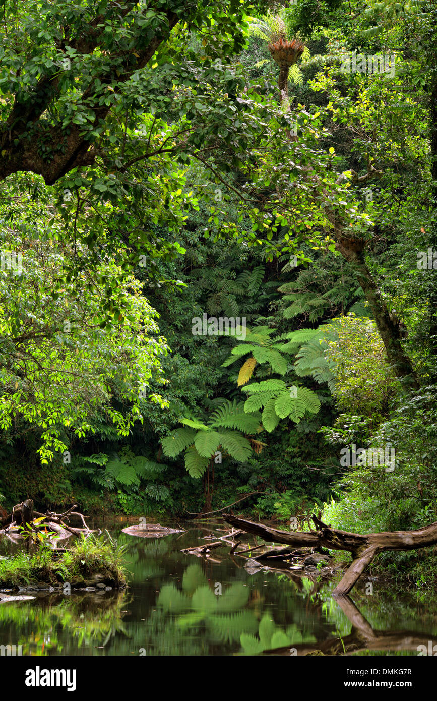 Rainforest near Cairns, Queensland, Australia Stock Photo
