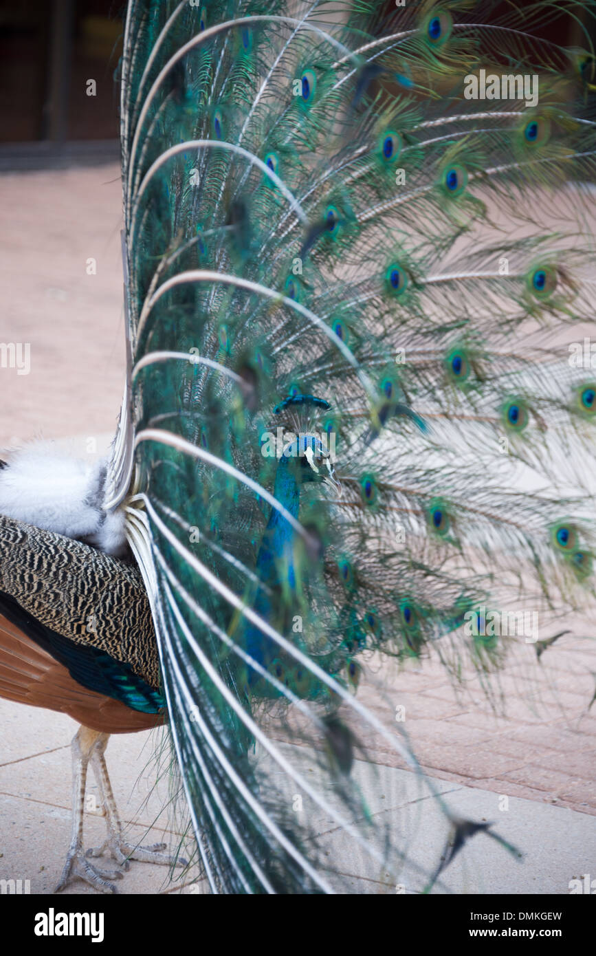 series of portrait images of a superb peacock lyrebird displaying his tail feathers different angles taken of the display Stock Photo