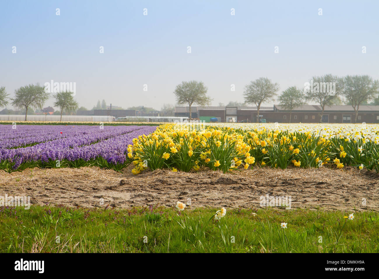 Dutch spring flowers field Stock Photo - Alamy