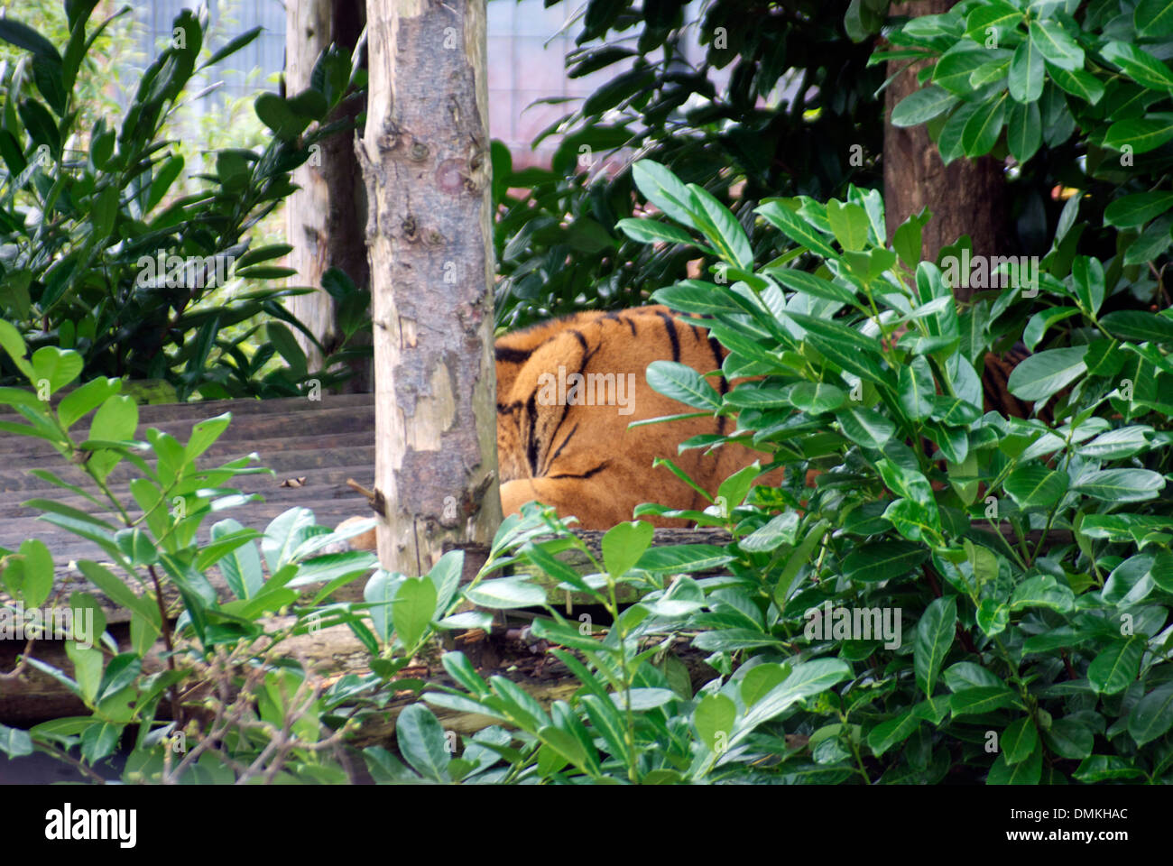 Chester zoo tiger enclosure hi-res stock photography and images - Alamy