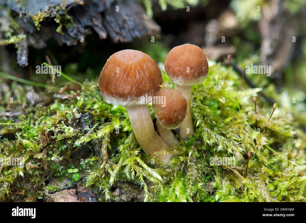 Young stage of Common Stump Brittlestem mushrooms Stock Photo