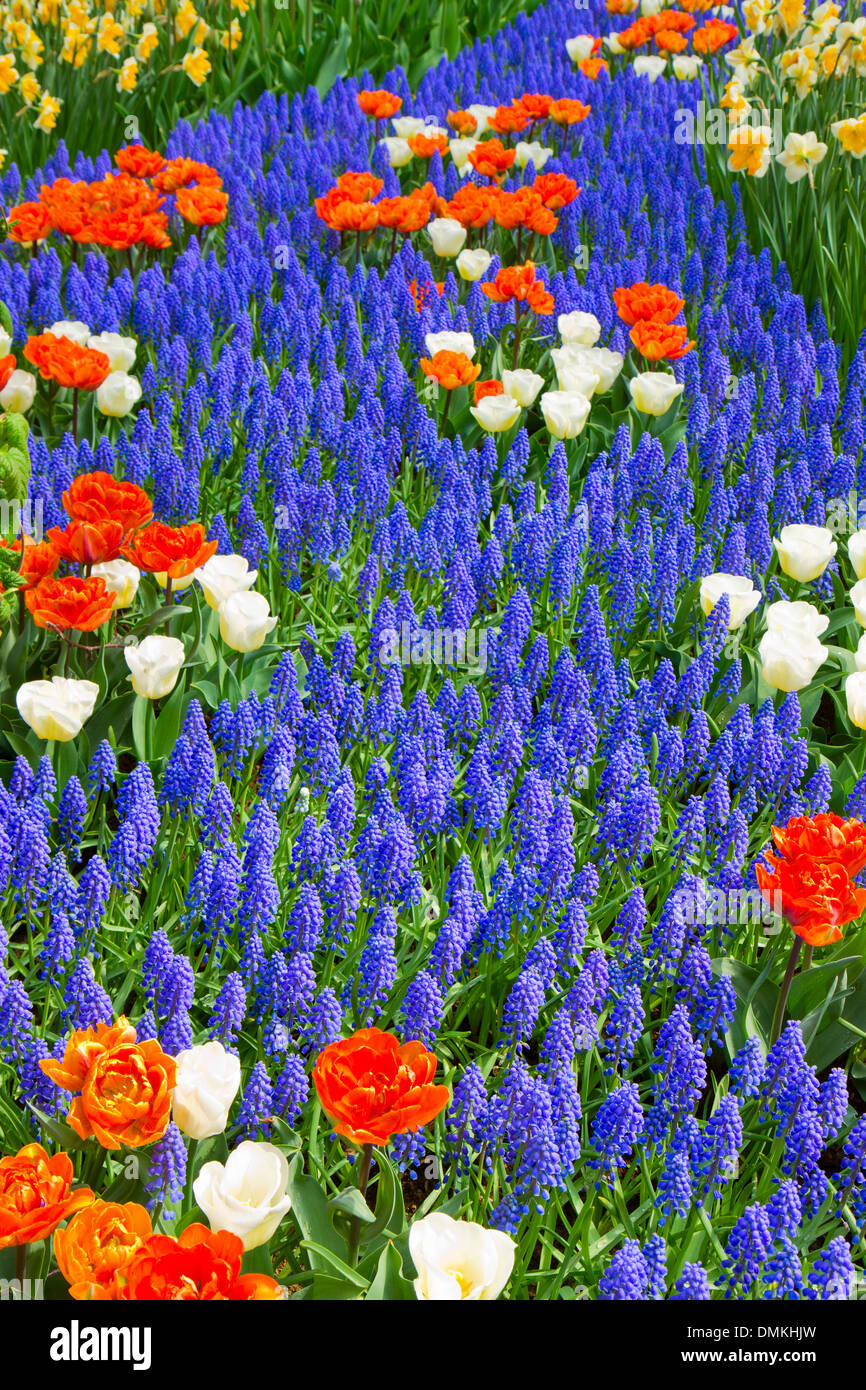 blue river of muscari flowers in holland garden Stock Photo