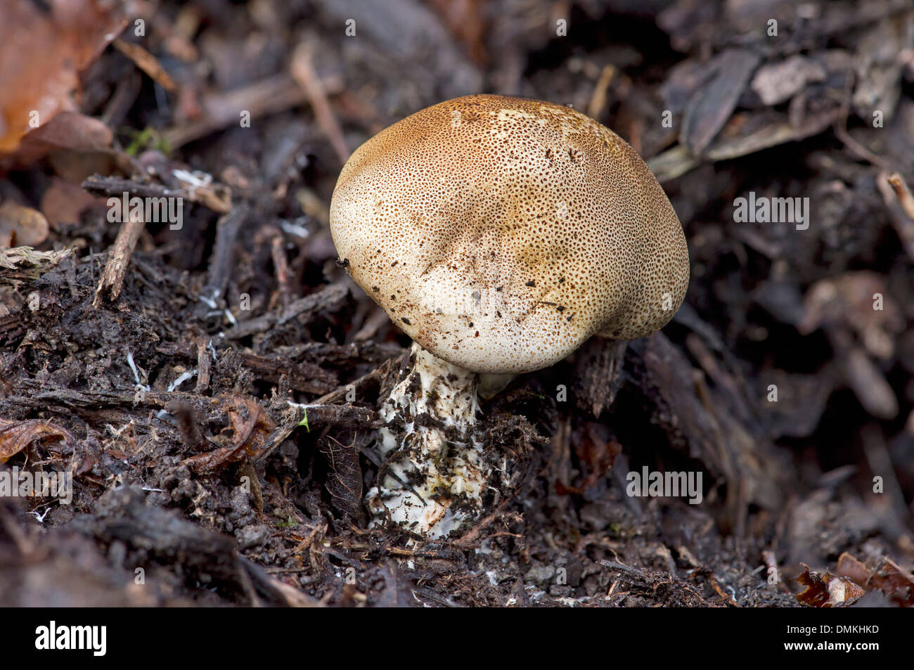 Scleroderma verrucosum fungus, Sclerodermataceae family, poisonous, Switzerland Stock Photo