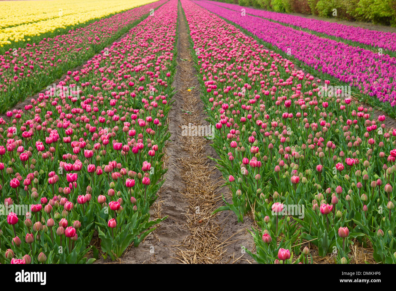 Rows of dutch tulips Stock Photo - Alamy