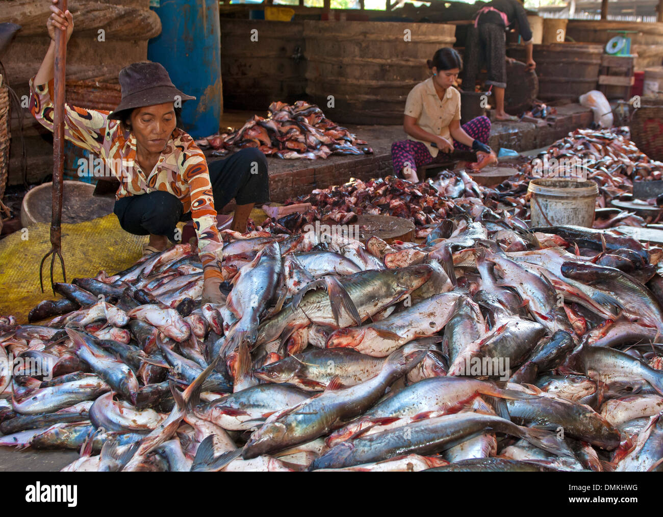 Woman sorting fresh fish with a fork on the fish market, Battambang