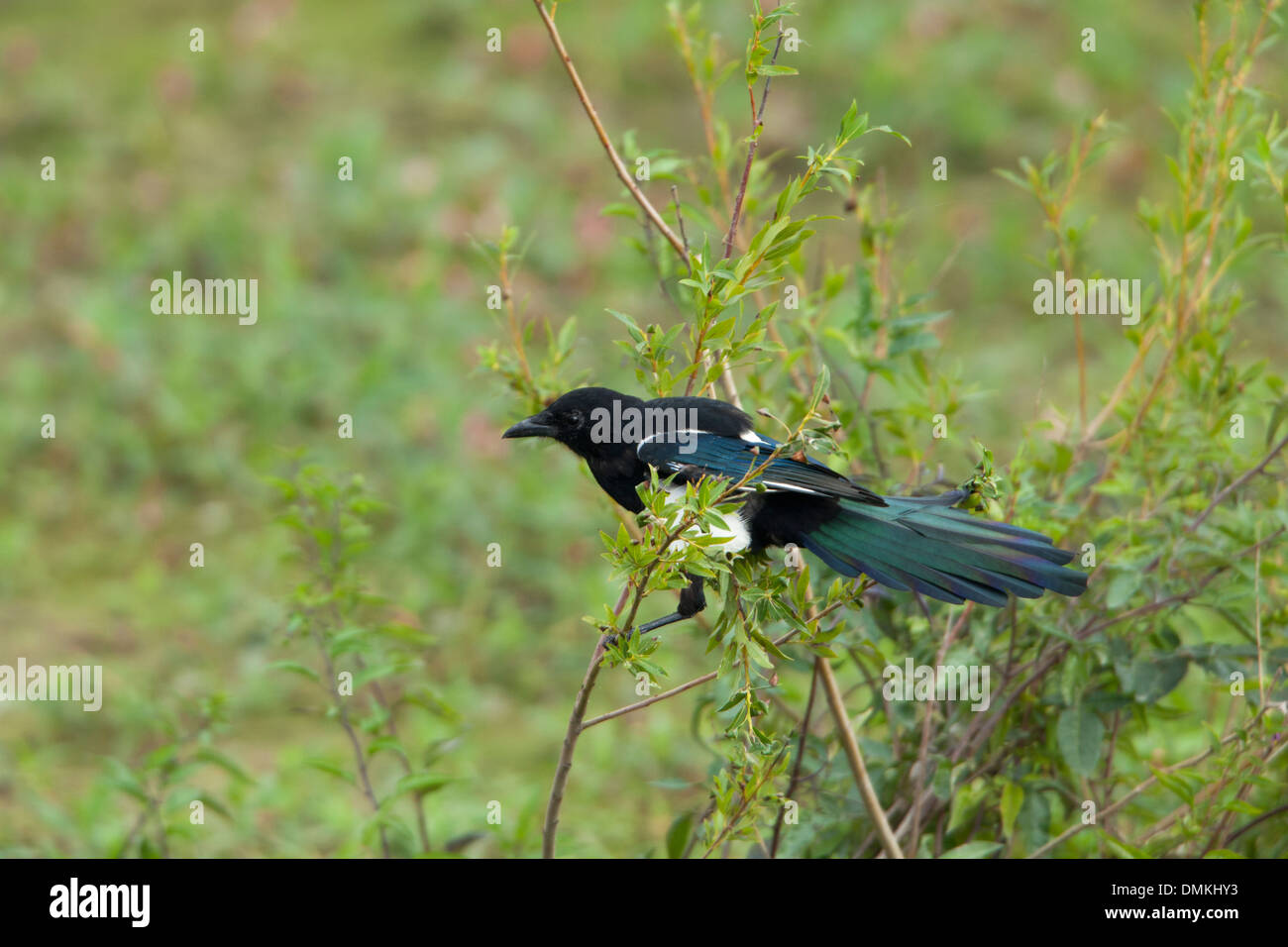 Black-billed Magpie Pica pica adult Stock Photo