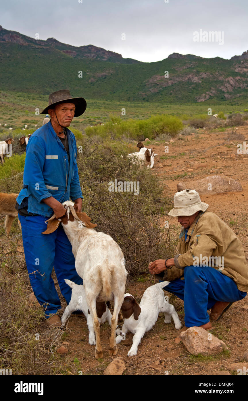 Two Nama goat herders letting Boer goatlings suckle with the female, near Kuboes, Richtersveld, South Africa Stock Photo