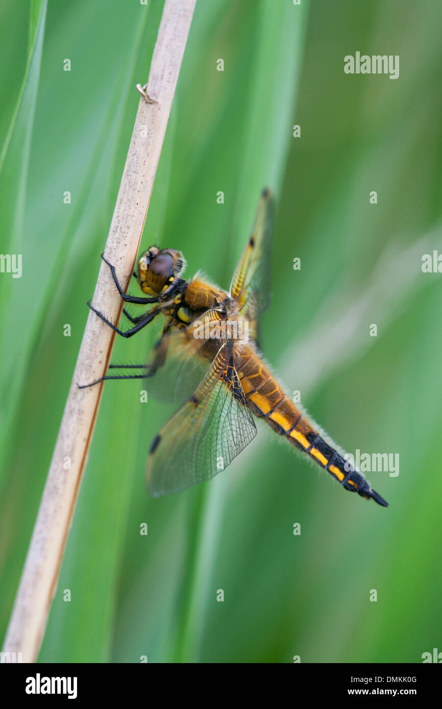 Four winged insect hi-res stock photography and images - Alamy