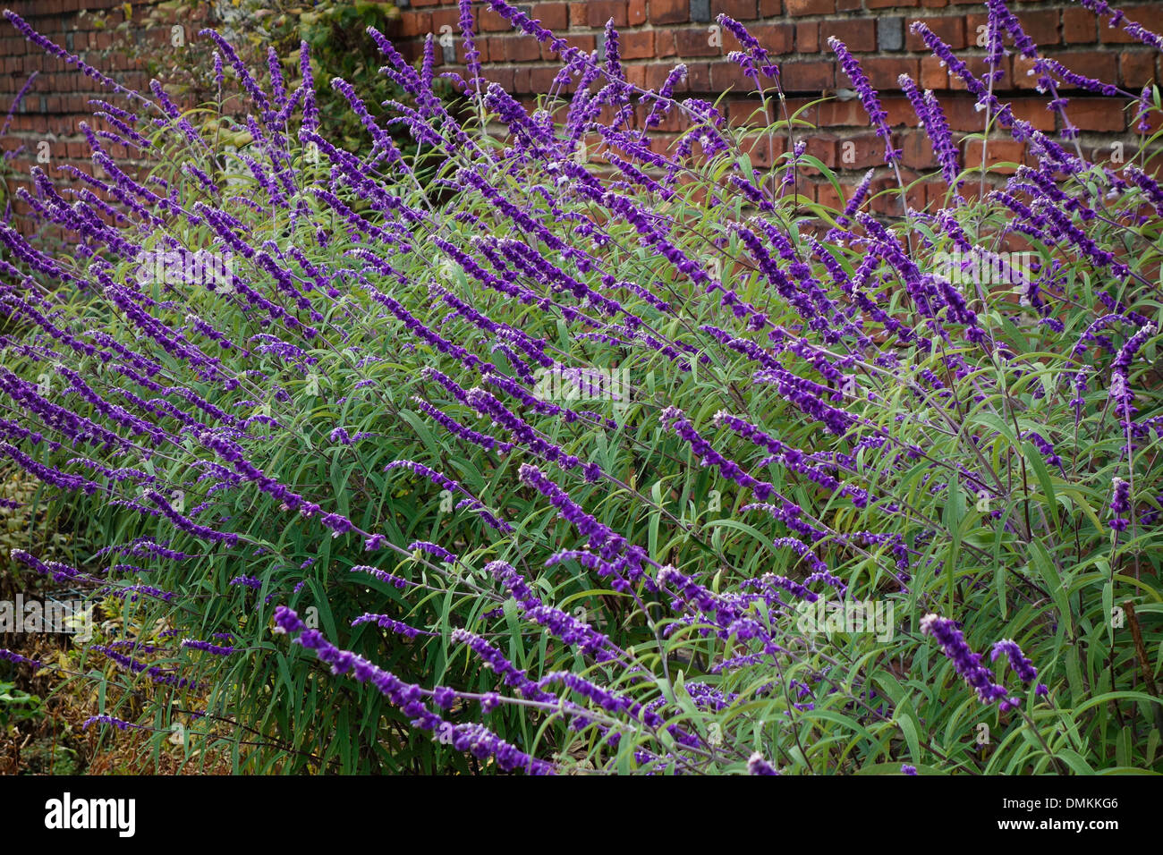 Old Westbury gardens house on Long Island NY Stock Photo Alamy