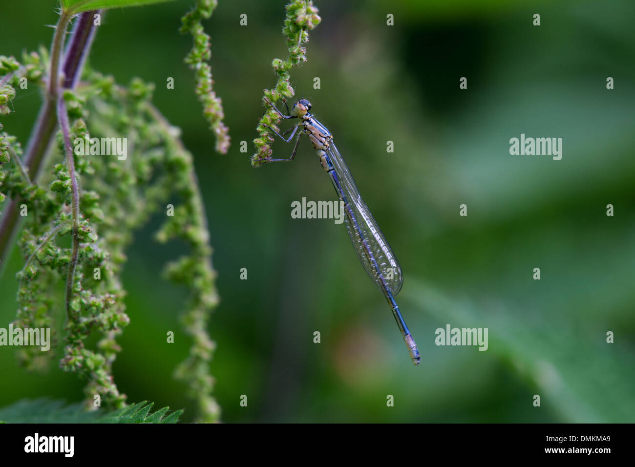 Common Blue Damselfly teneral at rest on a nettle flower Stock Photo ...