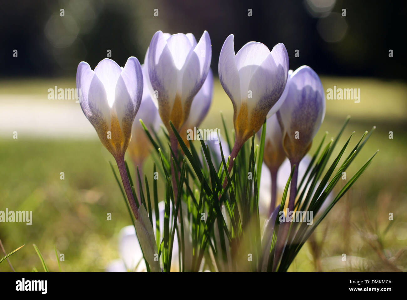 Crocus blossoms on meadow in the spring time Stock Photo