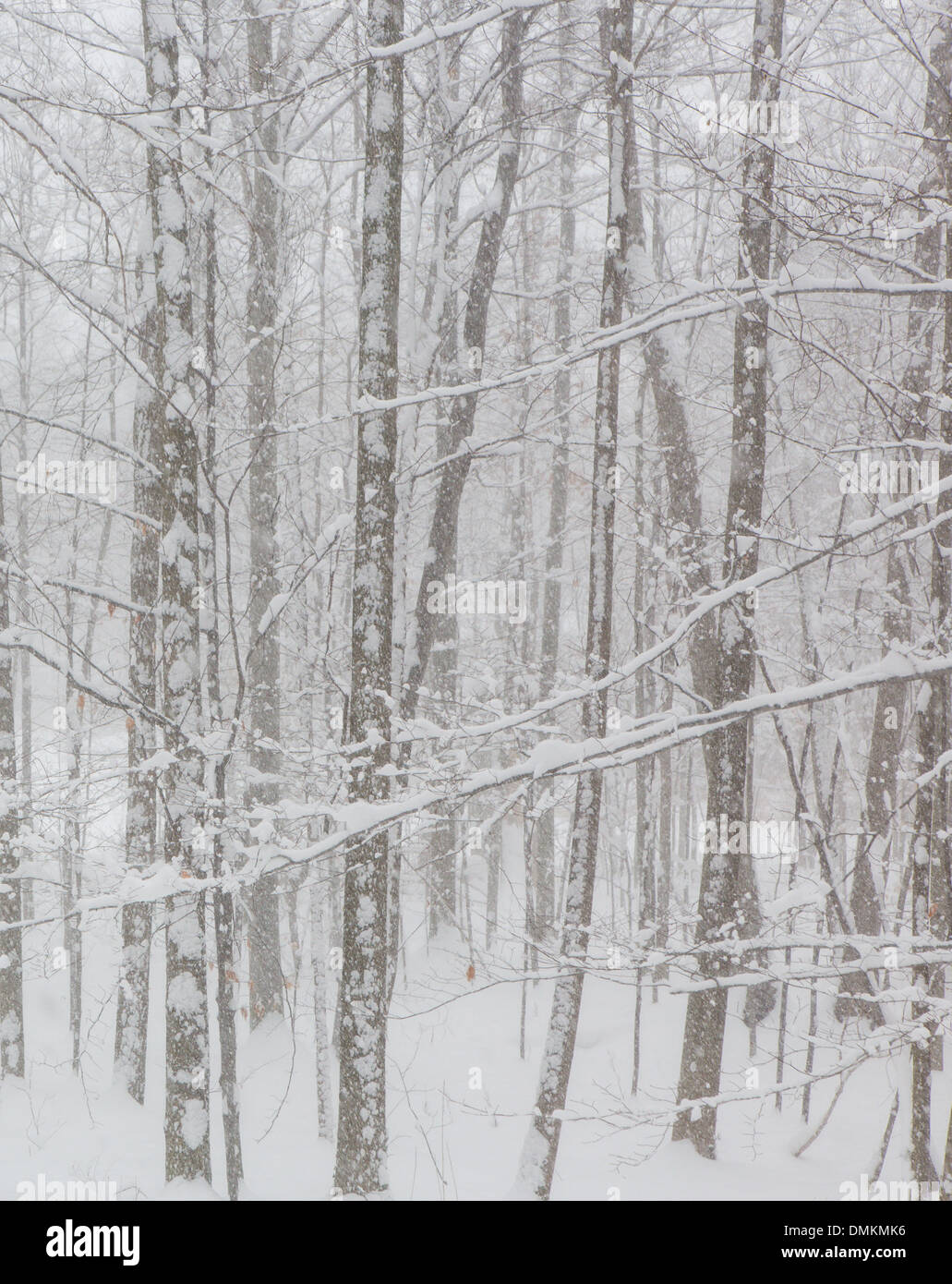Snow falling in the woods hi-res stock photography and images - Alamy